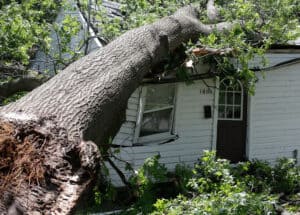 Tree failure on house