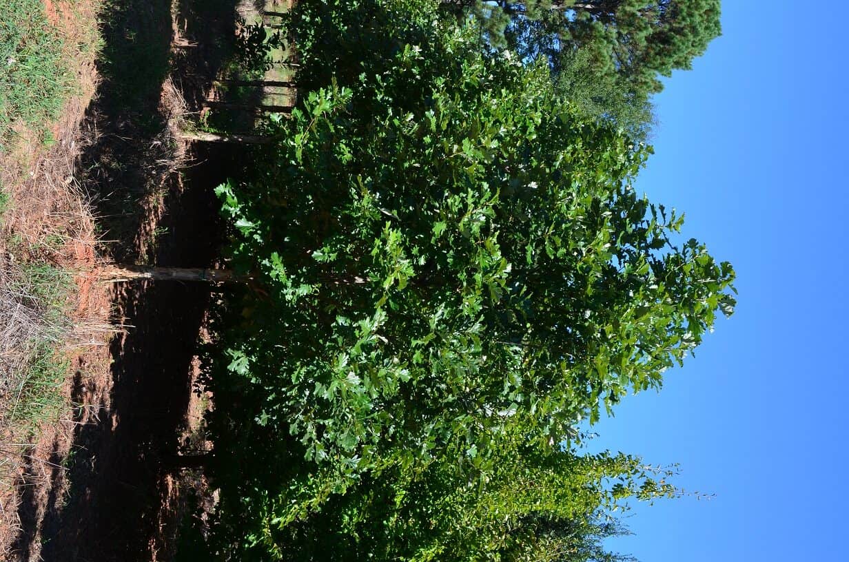 Quercus bicolor american dream