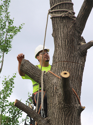 man cutting tree down
