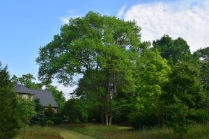 nyssa sylvatica HMI Dr. Michael Dirr