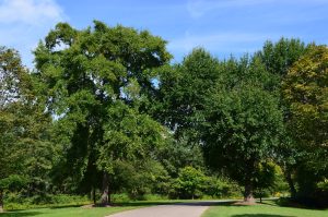 nyssa sylvatica HMI Dr. Michael Dirr