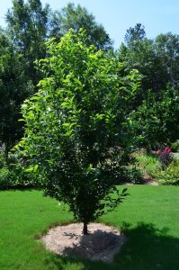 nyssa sylvatica HMI Dr. Michael Dirr