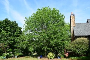 nyssa sylvatica HMI Dr. Michael Dirr