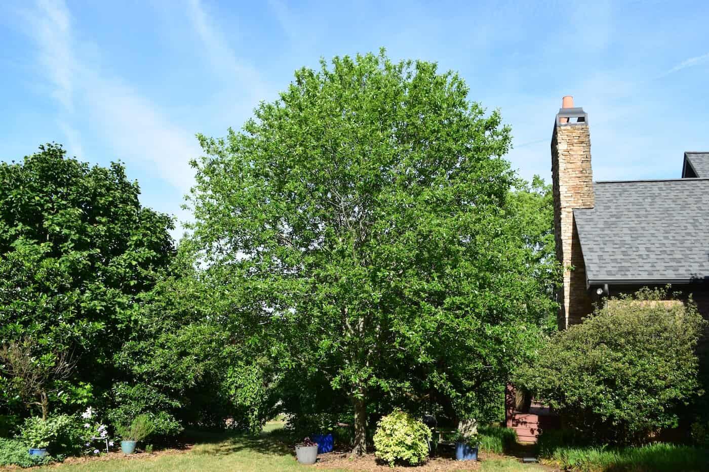 nyssa sylvatica HMI Dr. Michael Dirr