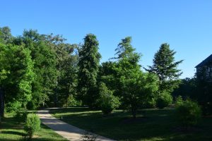 nyssa sylvatica HMI Dr. Michael Dirr