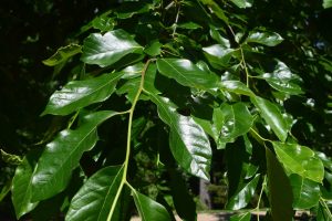 nyssa sylvatica HMI Dr. Michael Dirr