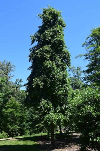 nyssa sylvatica HMI Dr. Michael Dirr