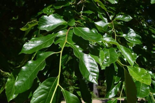 nyssa sylvatica HMI Dr. Michael Dirr