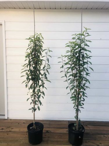 9. nyssa sylvatica scarlett pinnacle jackson 1-11-26 copy