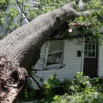 Tree on house