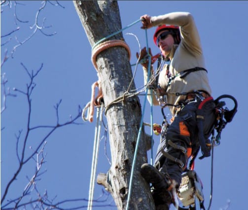 Asheville Arborists