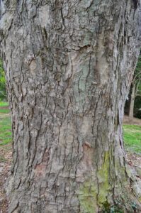 Aesculus flava bark