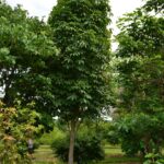 Aesculus flava columnar usda