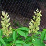 Aesculus flava flower - 23 year old seedling