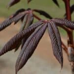 Aesculus flava foliage