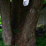 Catalpa speciosa