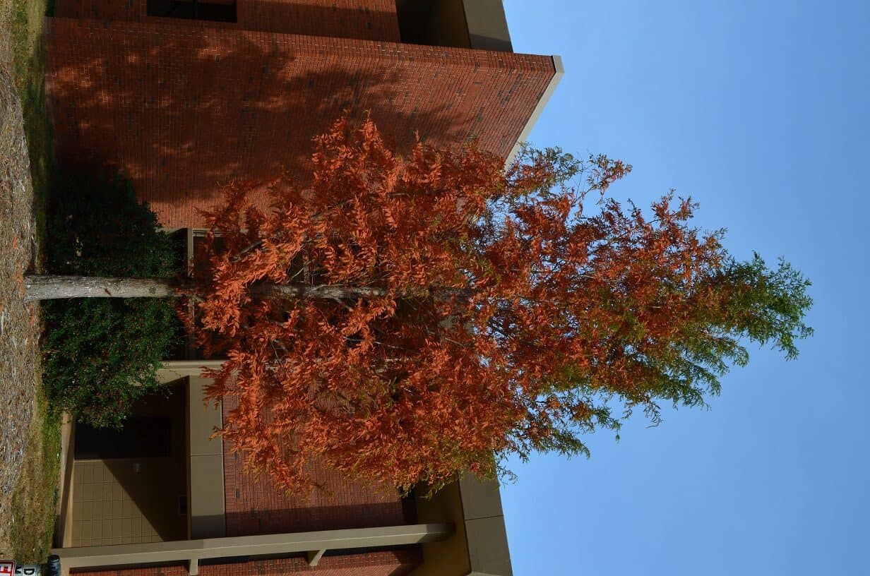 Metasequoia glyptostroboides fall color