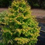 Metasequoia glyptostoboides amber glow habitat