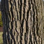Quercus bicolor bark