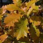 Quercus bicolor fall color