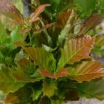 quercus bicolor spring foliage