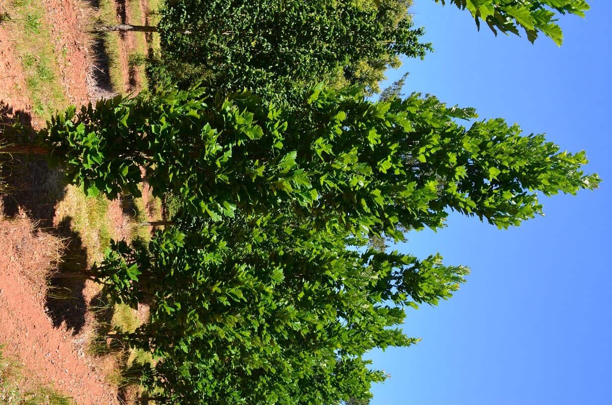 quercus bicolor malone