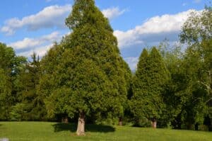 Arborvitae