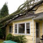 Tree on house