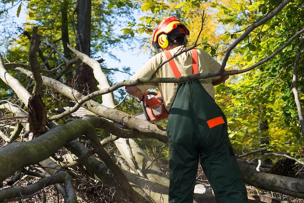 HMI Tree Care Professionals Green Industry