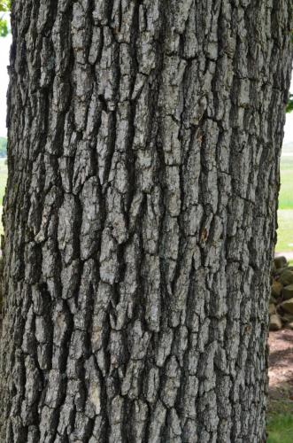 11. nyssa sylvatica bark gettysburg