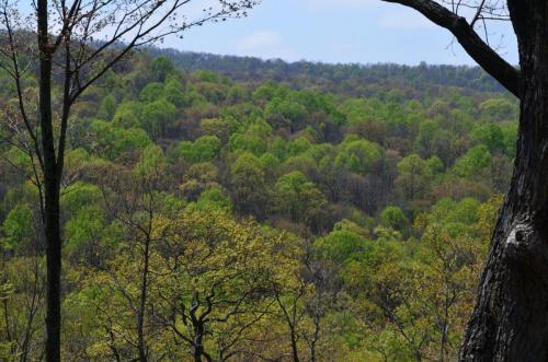 13. virginia jefferson national forest nyssa 2012 (8)