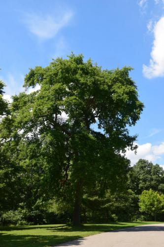 14. nyssa sylvatica mature tree no chlorosis mt airy