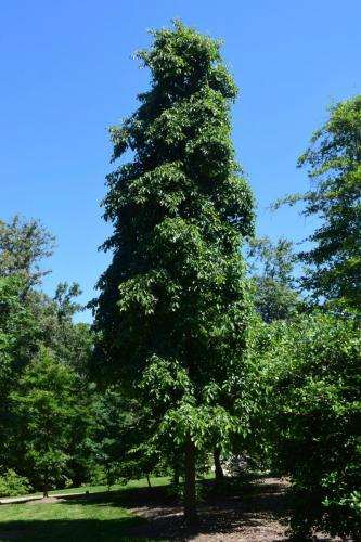 3. nyssa sylvatica mount vernon