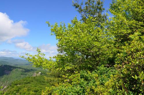 4. nyssa sylvatica 4,000 to 5000 feeet elevation whiteside mountain nc