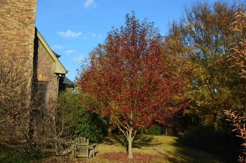 7. nyssa sylvatica green gable fall color upswept branches dirr