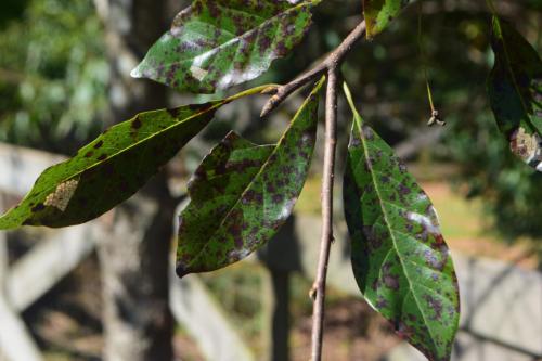 8. nyssa sylvatica afterburner leaf spot dirr (3)